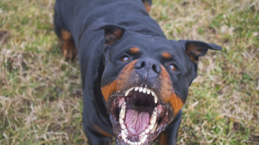 Gebeten door een hond: is uw schade verhaalbaar - Wildenberg Advocaten