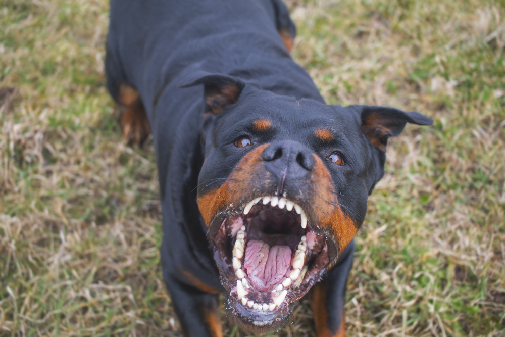 Gebeten door een hond: is uw schade verhaalbaar?